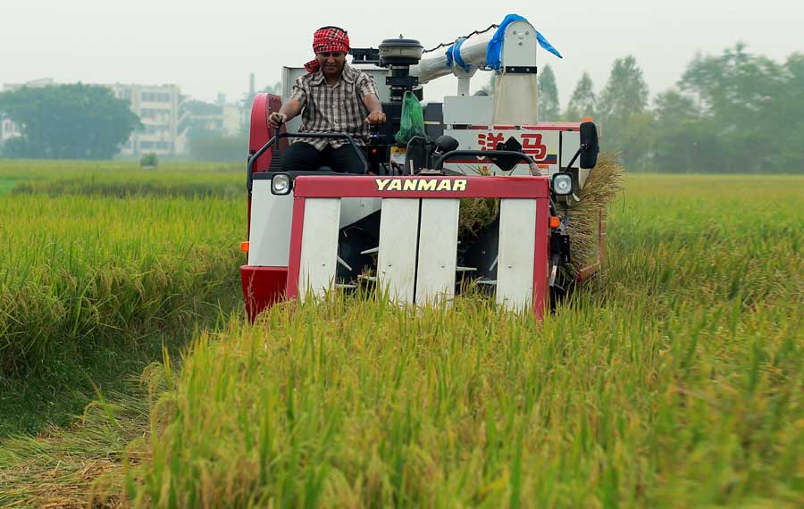 Yanmar harvester: a blessing for farmers